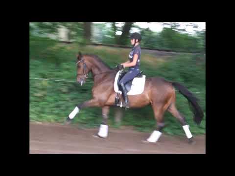 HELLO HARDY 4j. v. Herbstkönig - Fürst Heinrich VB 15.000,- Euro