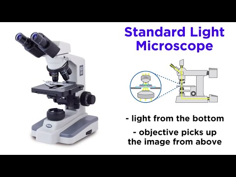 Light Microscopy: Function and Utility