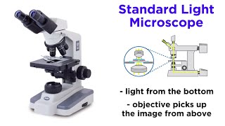 Light Microscopy: Function and Utility