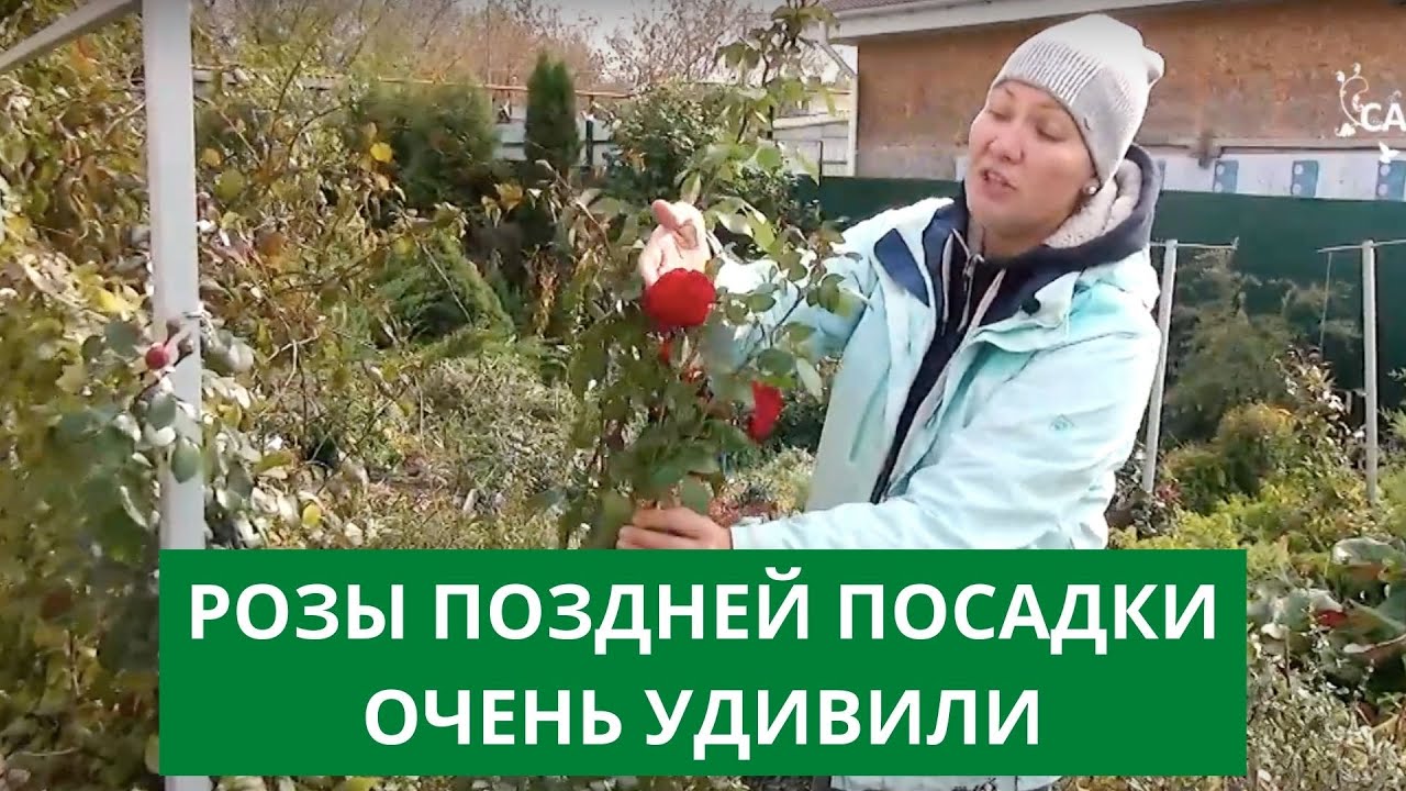 Удивлена таким цветением роз поздней посадки. Розы из прикопа