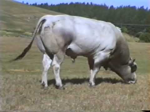 , title : 'Intro to the Piedmontese breed of cattle (1995-2002 edition)'