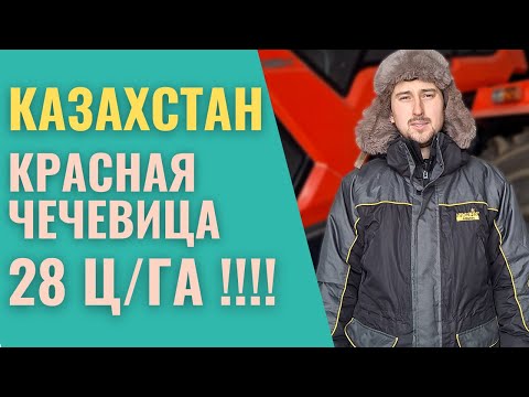 Как получить ВЫСОКИЙ УРОЖАЙ ЧЕЧЕВИЦЫ. Казахстан. Технология возделывания красной чечевицы Рэдклифф.