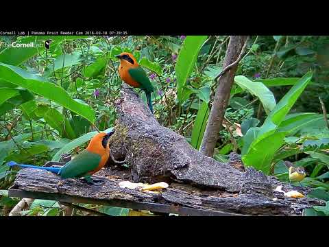 Video 2018 03 18 072820 Two Rufous Motmots on Sunday morning final edit