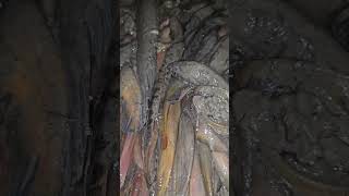 Wow ! Amazing Catfish Hunting