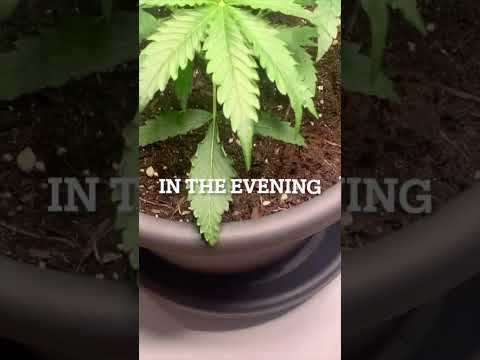 Day 23 - Watering Day 💧 #shorts #plantgrowth #cannabisgrowers