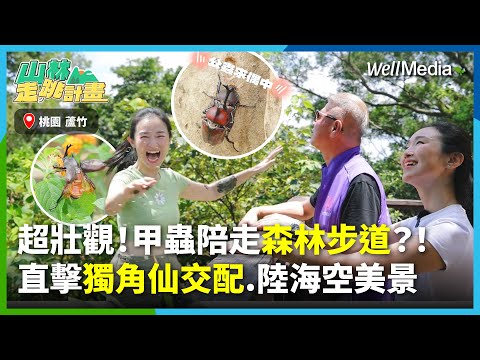 甲蟲大爆發陪你一起走步道?!台灣百大必訪聖地 桃園羊稠森林步道!一不小心直擊獨角仙交配,眺望陸海空美景!親子旅遊首選 #甲蟲季【山林走跳計畫】EP5(上集)