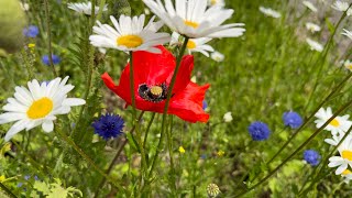 The Woodland Chronicles Week 21 – Old Gods New Tricks