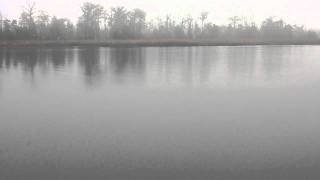 preview picture of video '(Part 12)Porpoise 1.5 miles inland at Ochlockonee River State Park.'