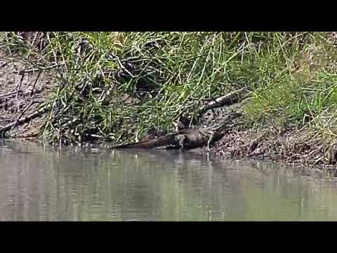 Djuma: Water Monitor Lizard and Little Grebes - 12:02 - 05/30/20