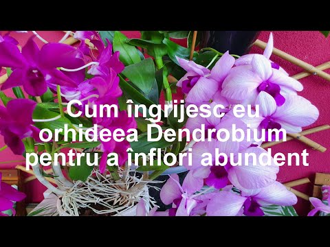 , title : 'Cum ingrijesc eu orhideele Dendrobium pentru a fi pline de flori'