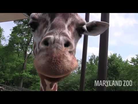 Feed a Giraffe | The Maryland Zoo