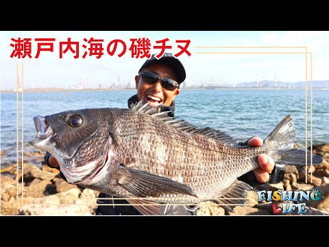 瀬戸内海で挑む磯チヌ攻略