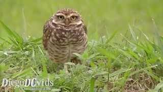 preview picture of video 'Athene cunicularia Brazilian Burrowing Owl (Strigidae) Coruja-buraqueira'