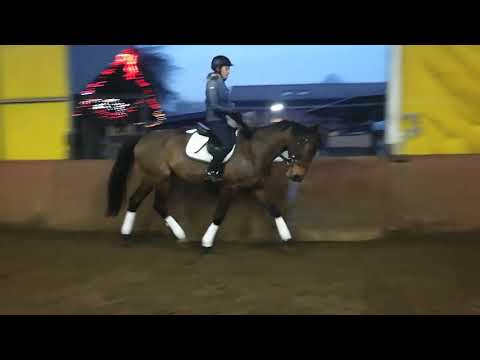 Denver - 9 lat, wnuk ogiera Donnerhall