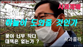 [사과재배] 4월,냉해 꽃 크기도 작다/예방대책과 양분의 활용