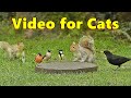 Videos for Cats - Squirrels and Birds Mania ⭐ 10 HOURS ⭐ Cat TV