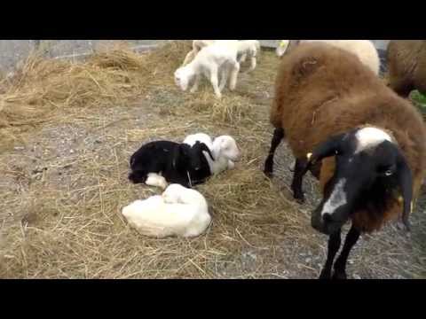 PECORE E AGNELLINI : FIERA DI S. LUCA DEMONTE (CN) 12 - 10 - 2014.