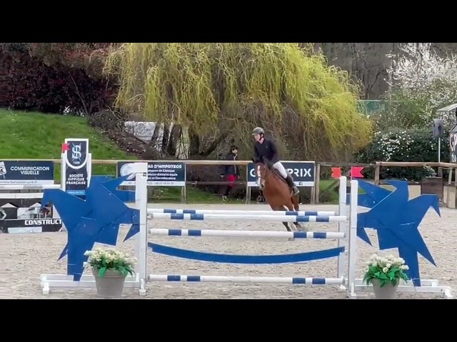 Mare Selle Français For sale 2018 Bay