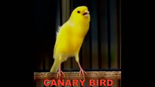 Download lagu #canary #waterslanger ,#kenari ,#gacor ,#bird ,#kicaumania,#kenarimania mp3 Download lagu #canary #waterslanger ,#kenari ,#gacor ,#bird ,#kicaumania,#kenarimania mp3