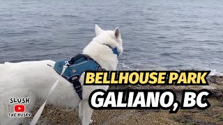 Husky Explores Bellhouse Park on Galiano, BC