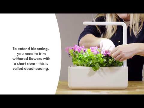 Click and Grow 3 vnt. papildymas - petunijos gėlių sėklos video