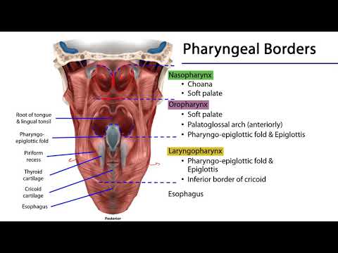 Larynx and Pharynx LO - Pharynx