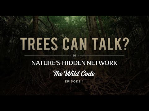 How Trees Secretly Talk to Each Other | The Wild Code - Episode 1
