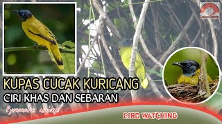 Download lagu Kupas Burung Cucak Kuricang, burung indah yang khas. mp3 Download lagu Kupas Burung Cucak Kuricang, burung indah yang khas. mp3