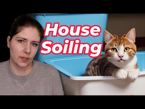 Feline House Soiling | Most Common Reasons Cats Go Outside the Litter Box (Veterinarian Explains)