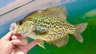 This SPOT is LOADED with Crappie!