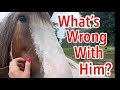 When The Biggest Ones Meet The Littlest One Clydesdale Vs Mini Donkey