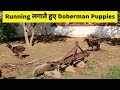 9 Month Old Doberman Puppies Playing Doberman Puppy In India Brown Doberman