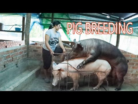 How Pig Breeding in my farm in Cambodia -  Animal Channel KH