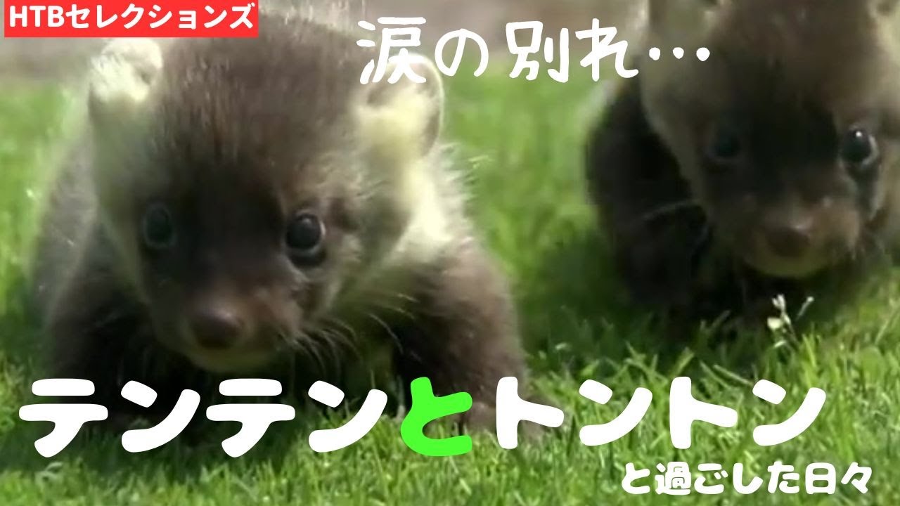 テンテンとトントンと暮らした３か月