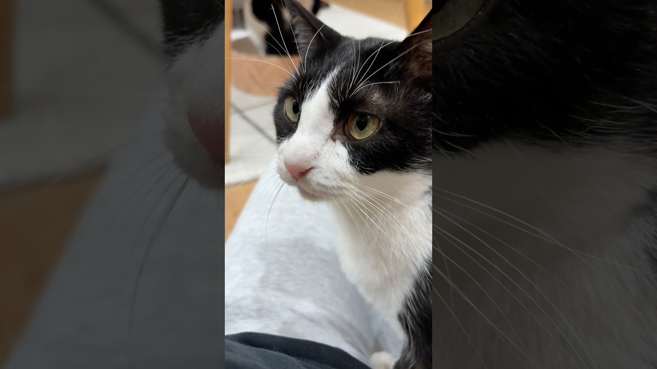 呼んだら座りにくる猫 #猫 #cat #かわいい