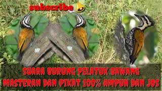 Download lagu Suara burung pelatuk bawang untuk masteran dan pikat mantap 100% mp3