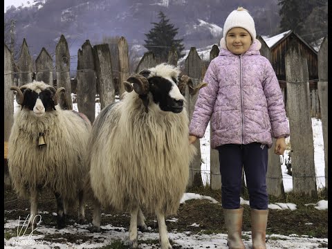 The tradition of sheep raising in the Popesc family from Petrila has been passed down for hundred...