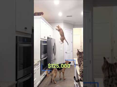 The world of expensive cats 🤑 #shorts #pet #ashera