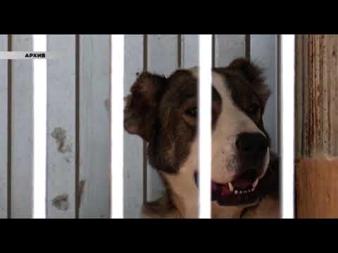 Стаи бездомных собак держат в страхе жителей Курска