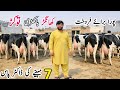 Rana Dairy Farm Australian Friesian Cross Cows For Sale In Punjab Bismillha Best