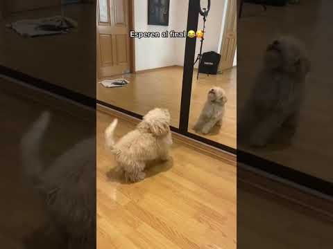 Son felices con tan poco 😍 #perrosgraciosos #perrosfelices #amorperruno #perros #mascotasfelices