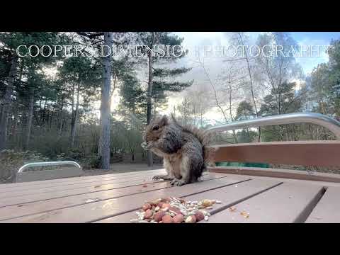 Center Parcs, Sherwood Forest, squirrels feeding at the door
