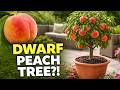 Honey Babe Peach and Nectar Babe Nectarine  - Genetic Dwarf Fruit Trees