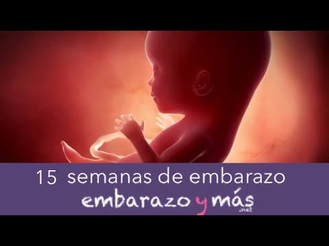 15 weeks pregnant - Fourth month - PREGNANCYANDMORE