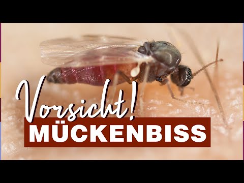 Kriebelmücke: Wie gefährlich ist ein Biss wirklich?