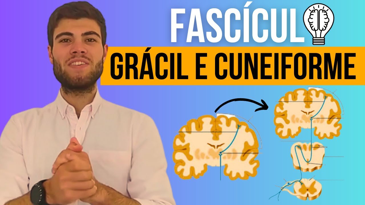 Fascículo Grácil e Cuneiforme em 5 Minutos: Tudo o que Precisas Saber!