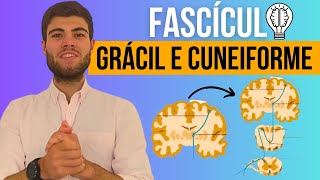 Fascículo Grácil e Cuneiforme em 5 Minutos: Tudo o que Precisas Saber!