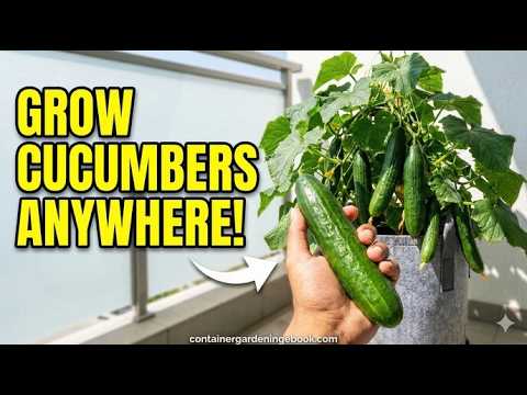 How to Grow Cucumbers in Pots: The Ultimate Master Guide for Apartment Gardeners 🥒🌱