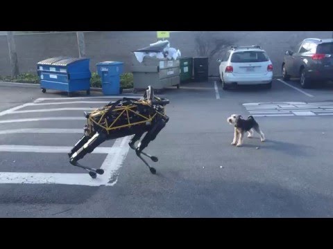 Real Dog Really Does Not Like Robot Dog At All