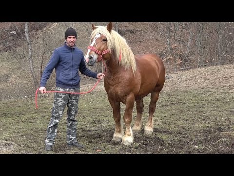 Armasarul lui Ciprian Visa, de la Buninginea, Alba - 2019